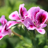 Organic Rose Geranium essential oil